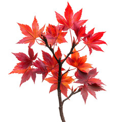 Close Up of Red Leafed Japanese Maple Tree Isolated on Transparent Background
