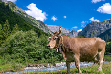 Naklejka premium Cow with horns. Cows in a pasture. Cattle cow grazing on farmland. Grazing Cows in a Meadow with Grass. Cows Herd on a Grass Field. Mature Cow in a Green Field. Cows Grazing in Natural Pasture.