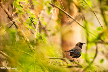 bird on a branch
