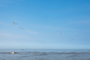 Birds flying over the sea in the blue sky