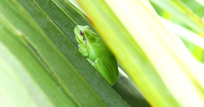 Green tree frog or tree frog on a palm tree close-up