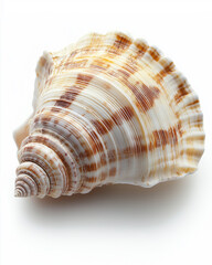 Obraz premium Beautiful smooth spiral seashell arranged on a pure background showcasing intricate natural patterns and colors