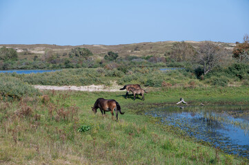 Wild horses at a small lake in a dune landscape