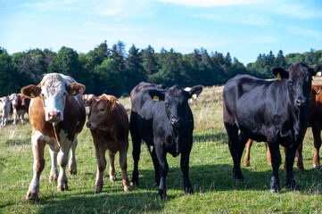 Cows in a pasture