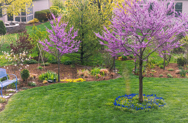 Two beautiful Eastern Redbud trees, Cercis Canadensis, in a residential yard. In Spring many neighborhoods are brightened by the purplish-pink flowers lining the dark branches of redbuds. 