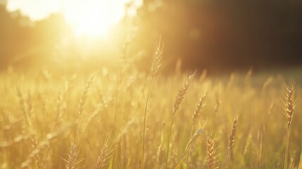 Fototapeta premium A serene golden field with swaying grass illuminated by sunlight, creating a peaceful and tranquil atmosphere.