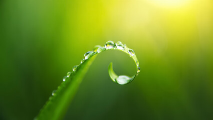 Curled green grass blade with fresh morning dew drops on gradient green background