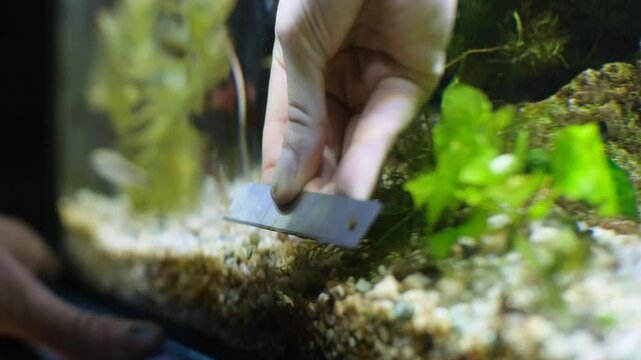Aquarium service. Cleaning the glass in the aquarium.