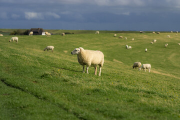 Sheep in the meadow. Goat Herd in the Village. Lambs at pasture. Concept farm animals. Sheep prepare for shearing wool and slaughtering meat. Sheep in the farm.
