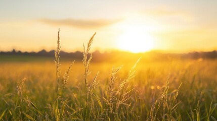 A serene sunset over a field, with golden sunlight illuminating tall grass, creating a peaceful and natural atmosphere.