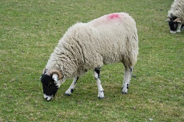 Fototapeta premium Lonk Sheep on a grass background. Yorkshire, England, UK