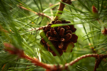  tree with cones