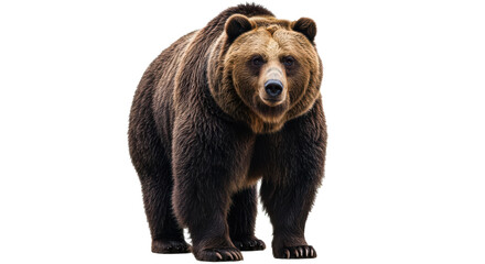 Fototapeta premium A large bear stands upright, exhibiting its strong physique and thick, dark fur. Isolated on transparent background. PNG