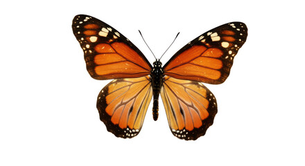 Fototapeta premium Monarch butterfly with its vivid orange and black wings is displayed against a transparent background, highlighting its intricate patterns and distinct features