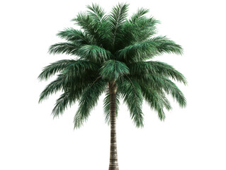 Obraz premium Tall palm tree with lush green fronds in clear background on a transparent background, cut out