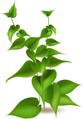 Featuring fresh plants and seasonal growth, this vector illustration showcases vibrant greens, herbs, and leaves, forming two elegant branches against a clean white background