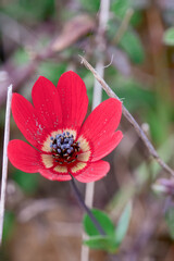 Striking close-up of a red Anemone coronaria flower with detailed center, blooming in its natural outdoor habitat during spring.

