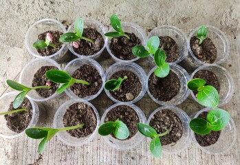 Seed germination in disposable plastic glass. 