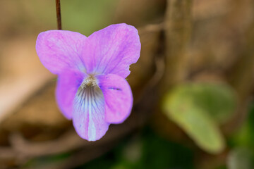 close up of violet flower