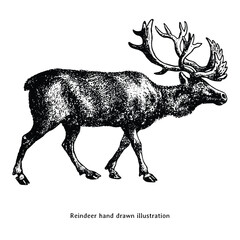 Reindeer hand drawn illustration. Reindeer vintage drawing