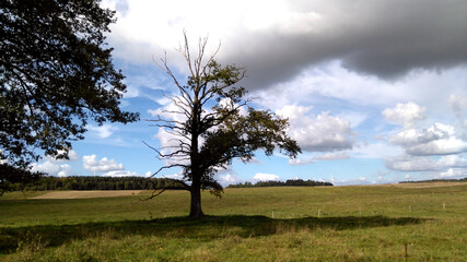 Tree of life reflecting the living and the dead, a mystical image against a background of clouds