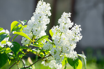 Lilac bush branches bloom with white flowers in spring. Warm sunny day in the park.