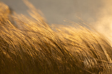 Feather grass (Stipa) blooms in a steppe meadow in spring. Warm sunshine light.