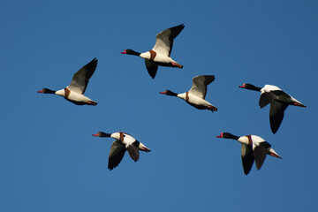 A flock of wild ducks (Tadorna) flying against a blue sky. Bird migration.