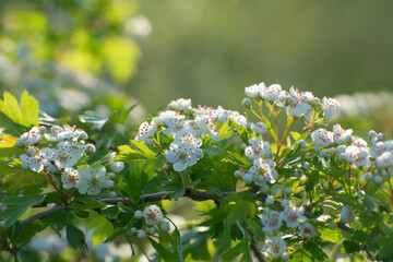Hawthorn bush (Crataegus) blooms with white flowers in May. Close-up of inflorescences of white flowers.