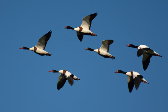 A flock of wild ducks (Tadorna) flying against a blue sky. Bird migration.
