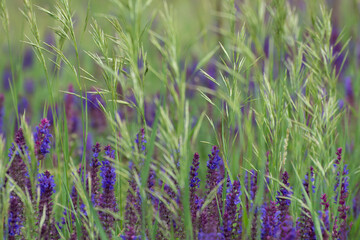 Young sage (salvia nemorosa) blooms in a steppe meadow in spring. Natural plant background, grass pattern.