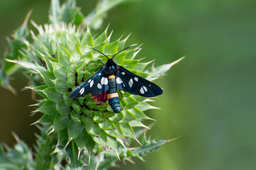 Black butterfly on a milk thistle flower (Silybum)