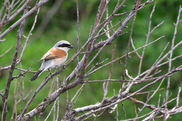Red-backed shrike (Lanius collurio). Male bird closeup image at the brunch of the bush.