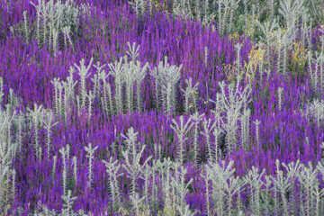 Fototapeta premium Natural plant background, grass pattern. Young sage (salvia) blooms in a steppe meadow in spring.