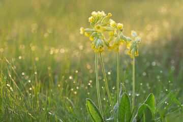 Cowslip, common cowslip, blooming in a meadow in spring. Morning sunlight and dew on the grass.