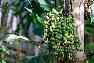 fruit of the stinging caryota plant.nut palm.