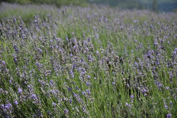 Campo de lavanda
