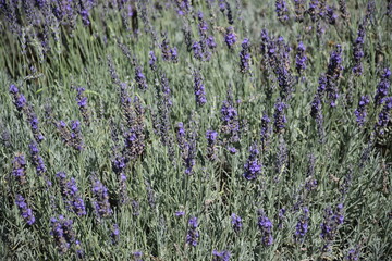 Campo de lavanda