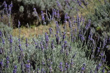 Campo de lavanda