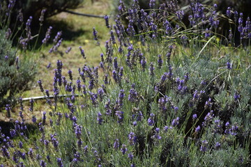 Campo de lavanda