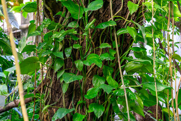 Epipremnum aureum a climbing plant on a tree in a botanical garden.