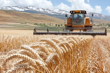 Fototapeta premium Modern yellow combine harvester cutting through ripe golden wheat field under bright blue sky showcasing advanced agricultural machinery and industrial food production
