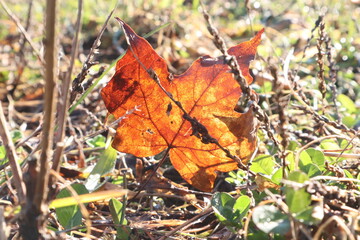 autumn leaves in the field