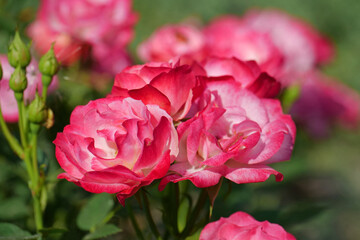 Beautiful vermilion roses in garden