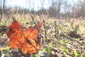 autumn leaves on the grass
