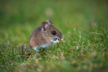 a yellow-necked mouse, apodemus flavicollis, at a spring evening in the garden