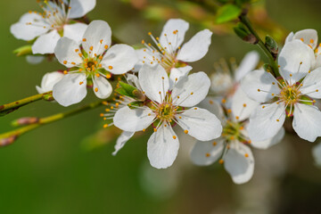 Obraz premium A Beautiful White Flowering Branch is in Full Bloom, showcasing its natural elegance and charm