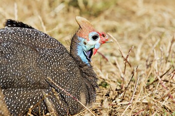 Nahaufnahme Perlhuhn