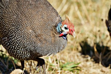 Nahaufnahme Perlhuhn