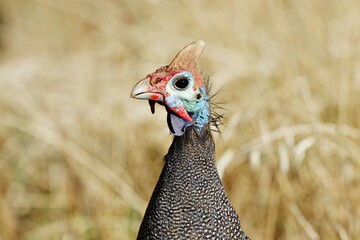 Nahaufnahme Perlhuhn